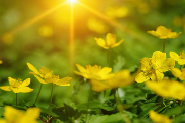 field of spring flowers
