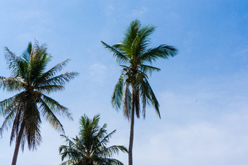 palm tree on background of blue sky