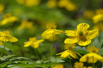 field of spring flowers