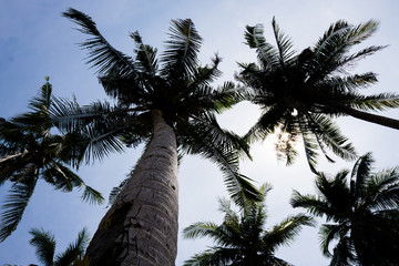 palm tree on background of blue sky