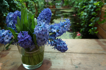 blue hyacinths in a glass vase