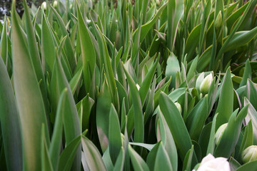 Obraz premium leaves and unblown buds of tulips
