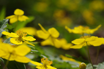 field of spring flowers