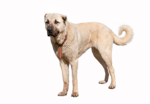 Anatolian shepherd dog (sivas kangal) in isolated white background
