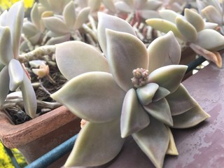 Fototapeta na wymiar Echeveria Lola in a flower pot, beautiful cold-resistant flower growing in the garden all year outdoors