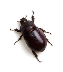 Beetle isolated on white