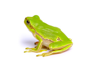 Green tree frog