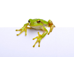 Green frog and text message.