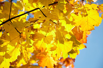 Autumn nature. Yellow foliage, branches of a tree with colorful maple leaves