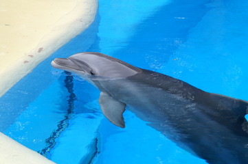 Naklejka premium Dolphins