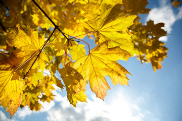 Autumn nature. Yellow foliage, branches of a tree with colorful maple leaves