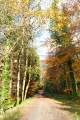Obraz premium View on the autumn park