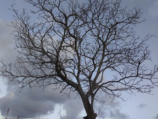 silhouette of a tree