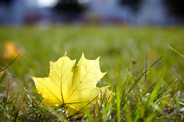 Autumn fallen yellow maple leaf lies on a green grass