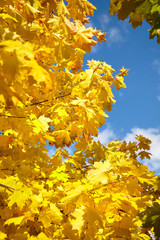 Autumn nature. Yellow foliage, branches of a tree with colorful maple leaves