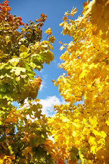 Autumn nature. Yellow and green foliage, branches of a tree with colorful maple leaves