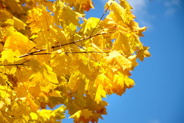 Autumn nature. Yellow foliage, branches of a tree with colorful maple leaves