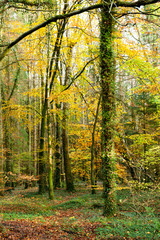 Fototapeta premium Autumn forest