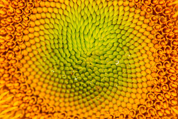 Sun flower at flower farm in Thailand. Algriculture flower farm in Thailand. Nature flower background