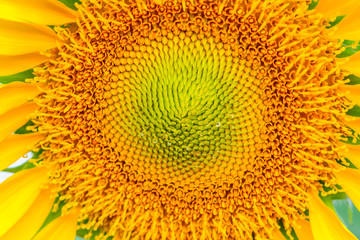 Sun flower at flower farm in Thailand. Algriculture flower farm in Thailand. Nature flower background