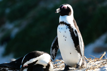 Fototapeta premium Penguin at Boulders Beach