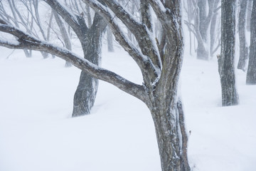 A branch of snow - 雪の積もる枝
