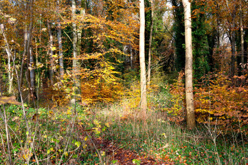 Autumn season in the forest
