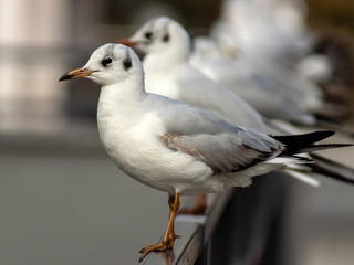 mewa