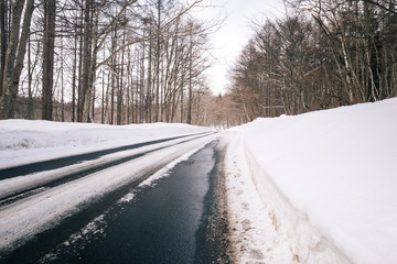 Obraz premium pine forest in winter