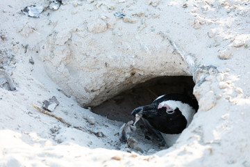 Penguin at Boulders Beach 