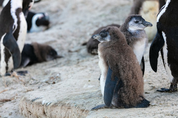 Penguin at Boulders Beach 
