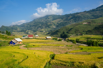 Obraz premium Beautiful of growing golden paddy rice field on terraced with rice terrace on hill in background at Tavan local village on harvest season, Sapa, Laocai, Northwest of Vietnam