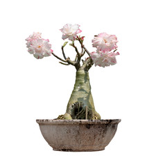 Azalea Tree flower pink color no leaves on the black pot. Isolate white background with clipping path.