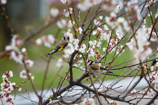 Two goldfinches on apricot blossoms