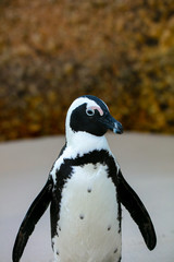 Obraz premium Penguin at Boulders Beach 