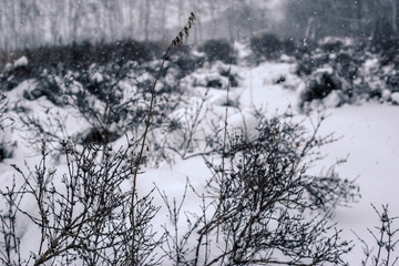 winter forest