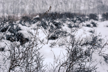 winter forest