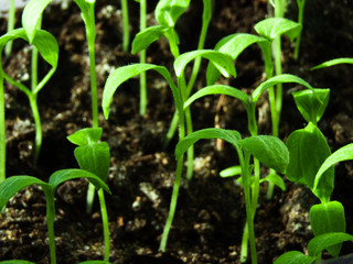 Seedlings of tomatoes and peppers on the windowsill
