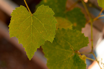 Grape Flower