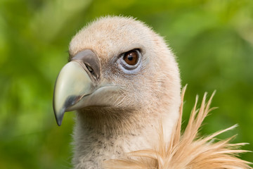 Closeup of Griffon Vulture ( Gyps Fulvus)
