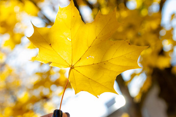 yellow maple leaf on autumn yellow sunny background