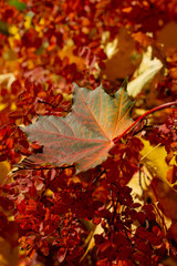 beautiful autumn leaf fell on red bush. Deciduous park on sunny autumn day
