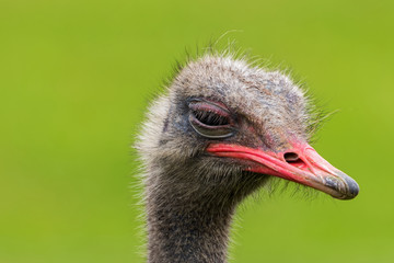 Fototapeta premium Angry Ostrich Close up portrait, Close up ostrich head (Struthio camelus)