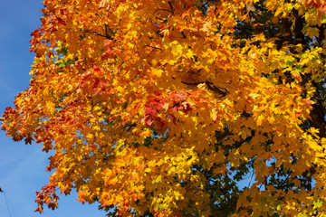 Colored leaves of a maple tree in autumn against blue sky
