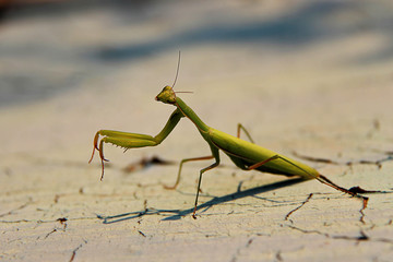 Female European Mantis or Praying Mantis, Mantis Religiosa. Green praying mantis.