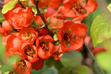 Japanese quince, chaenomeles japonica branches with beautiful flowers and macro details. Closeup of flowering of Japanese quince or Chaenomeles japonica in spring.