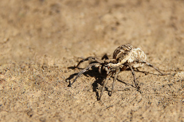 Wolf spider/South Russian Tarantula/Lycosa singoriensis/Tarantula spider close up on the ground. Dangerous creepy tarantula Lycosa singoriensis in sunlight.