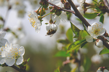 Fototapeta premium A bee sits on a cherry tree flower and collects pollen