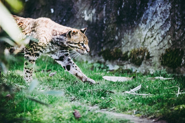 Ocelot, petit félin