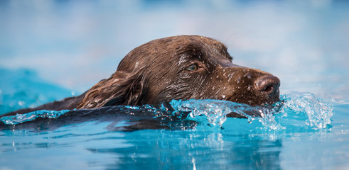 Chocolate brown ladbrador dog smins through clear blue water.  Head shot.